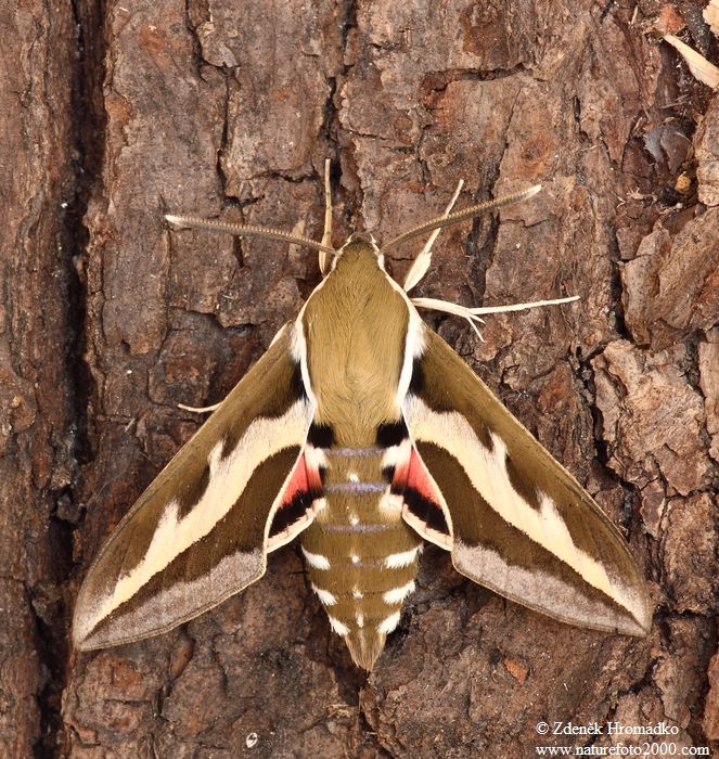 lišaj svízelový, Hyles gallii (Motýli, Lepidoptera)